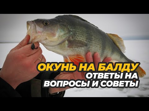 Видео: Окунь на балду со льда. Ответы на вопросы и советы