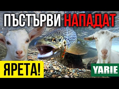 Видео: Мълчанието на ЯРЕтата! Риболов на ПЪСТЪРВА на блесна Yarie Blender