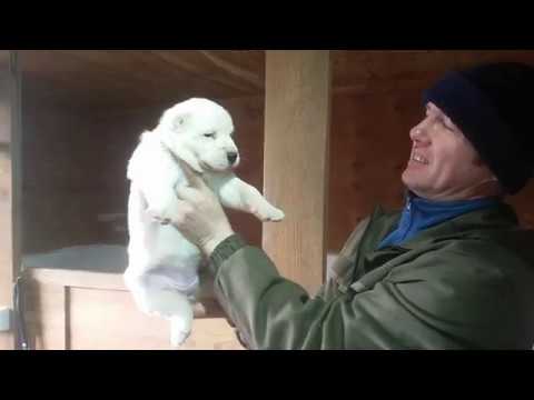 Видео: Бугай Алабай. Щенкам 1 месяц. Взвешивание и немного общей информации из жизни собак нашего хозяйства