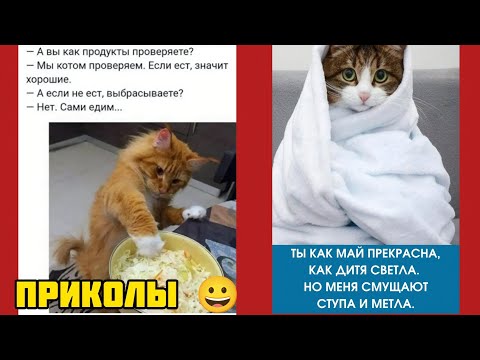 Видео:  парад хвостов смешные приколы веселые картинки 😃 и котики 