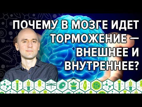 Видео: 36. Почему в мозге идет торможение — внешнее и внутреннее?