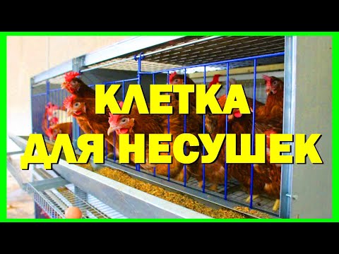 Видео: КЛЕТКИ ДЛЯ КУР НЕСУШЕК. КЛЕТОЧНАЯ БАТАРЕЯ. ИЗГОТОВЛЕНИЕ Часть 1