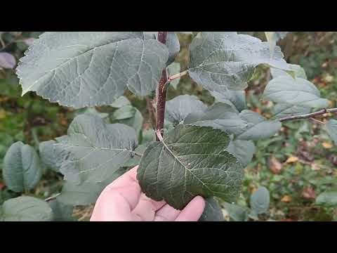 Видео: Селекция яблони 2 часть