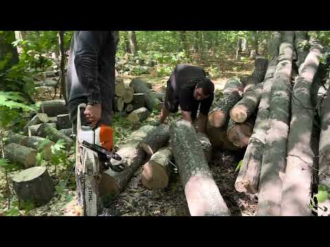 Видео: 3 вересня 2023 р.🌳STIHL MS 462C-M🌲