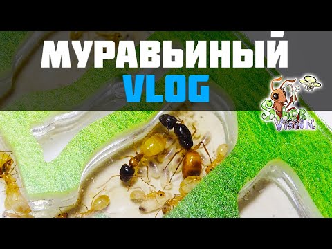 Видео: Муравьиный VLOG ● Camponotus turkestanus