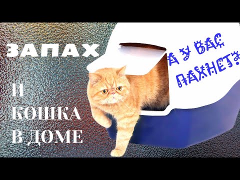 Видео: А у вас пахнет? Кошка и запах в доме.