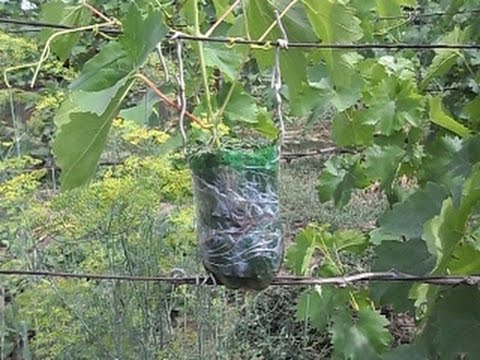 Видео: Воздушный отводок на виноградном кусте