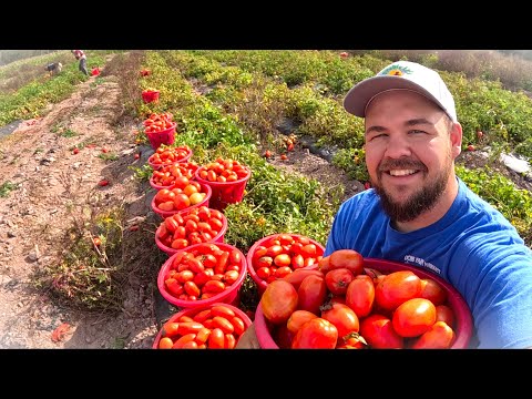 Видео: Неожиданная проблема позднего сбора урожая