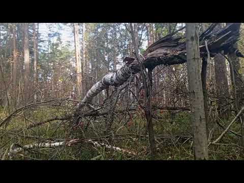 Видео: Лесное существо выскочило из под сосновых завалов#лес #реликтовый