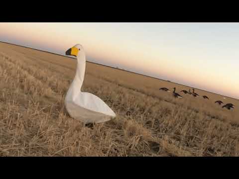 Видео: Охота на кормовом поле на серого гуся. 2025 г.