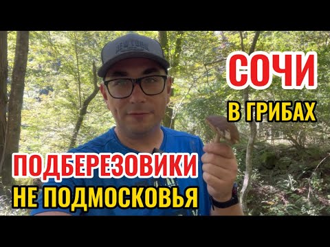 Видео: Грибы в горах Сочи. Два ведра подберезовиков, лисички и опята. Прогулка к водопаду по осенним горам.