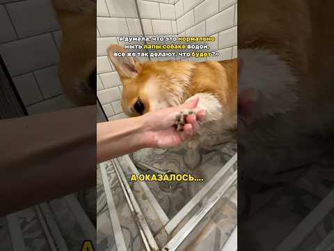 Видео: помою лапы собаке водой, что случится? WB: 404201030 #грибок #лапы #уход #собака #корги