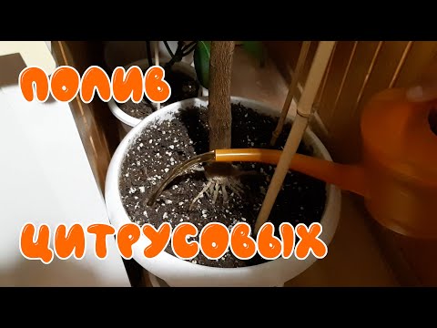 Видео: Полив лимонов.