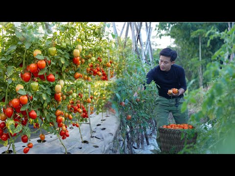 Видео: Собрать 70 кг помидоров и продать их на рынке, Садоводство, Жизнь без электросети