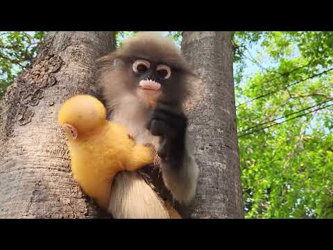 Видео: Дикий Таиланд. Мамашки с детьми смело угощаются фруктами