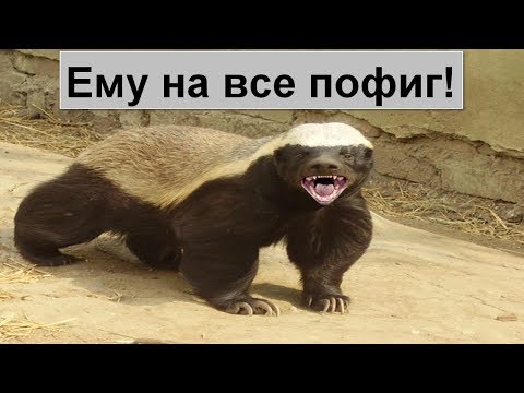 Видео: Версус!  Медоед - самое агрессивное и бесстрашное животное в мире!