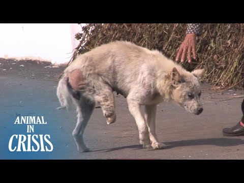 Видео: Трехногая собака хочет обняться от бабушки, хотя и боится людей | Животное в кризис EP109