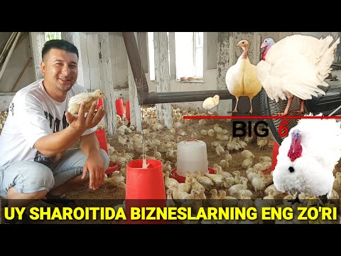 Видео: УЙ ШАРОИТИДА КУРКА БИГ-6 БОҚИБ ЯХШИГИНА ДАРОМАД ОЛИШ