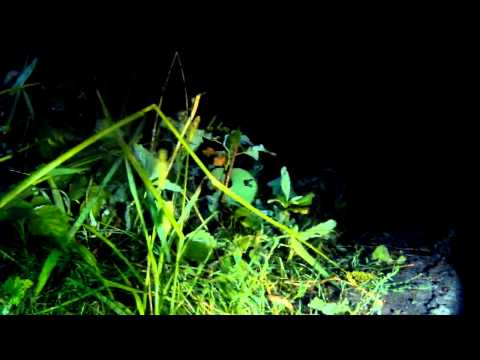 Видео: Ночной полет Quadcopter