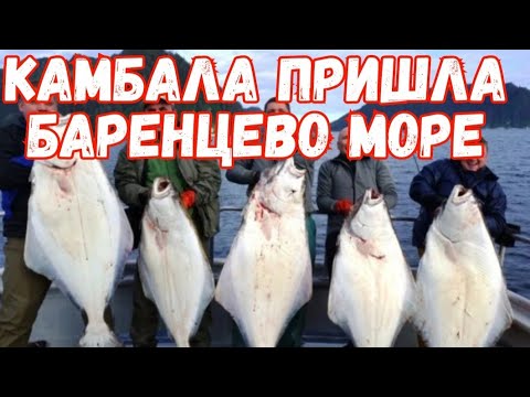 Видео: Камбала пришла. Баренцево море 🌊 🌊 🌊 