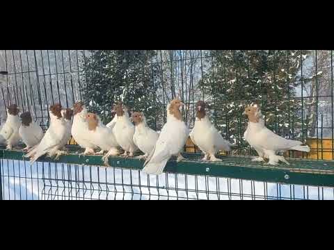 Видео: Жёлтоголовые, красноголовые / Iranian, Baku pigeons