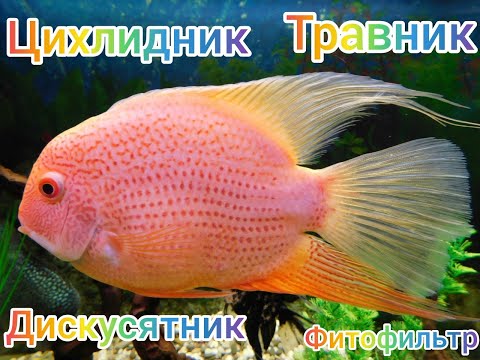 Видео: Цихлидник,Травник,Дискусятник,Фитофильтр.