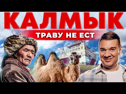 Видео: Калмыкия. Разводят верблюдов, верят в предков и пьют соленый чай? Разведение и содержание верблюдов