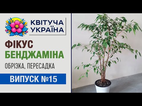 Видео: Комнатные растения. Фикус бенджамина обрезка, пересадка.