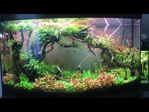 Видео: Оформление и запуск аквариума 110 см. Как сделать композицию из коряг...