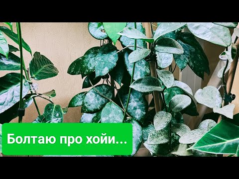 Видео: Болтаю про хойи... endauensis, kanyakumariana, polyneura albo., uniflora и др.