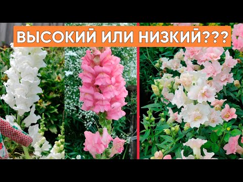 Видео: А какой львиный зев выбираете вы??? Высокий или низкой. Обзор красивого, махрового львиного зева