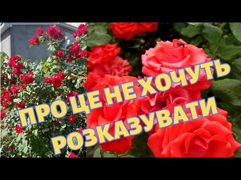 Видео: УСЬОГО ДВА дешевих  ПРЕПАРАТИ!  КВІТІВ більше, ніж ЛИСТЯ НА ТРОЯНДАХ⚘️⚘️⚘️