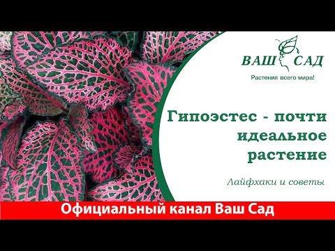 Видео: Гипоэстес, лайфхаки ухода и содержание в домашних условиях. Ваш сад