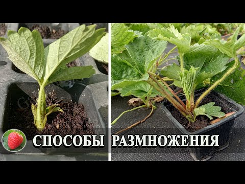 Видео: Способы размножения клубники усами и делением куста Как просто и быстро вырастить саженцы земляники