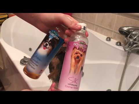 Видео: Купание йоркширского терьера //Уход за йорком