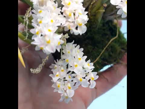 Видео: Capanemia superflua - миниатюрная орхидея