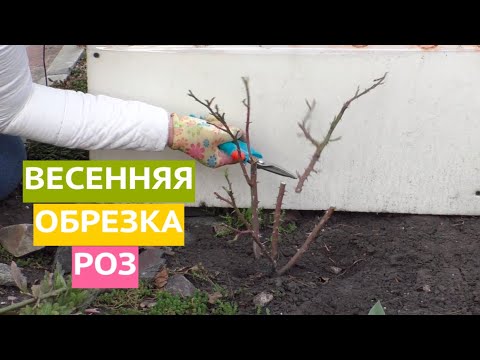 Видео: РЕЗАТЬ ИЛИ НЕ РЕЗАТЬ? НУЖНО ЛИ ОБРЕЗАТЬ РОЗЫ, ЕСЛИ НЕ УСПЕЛИ В СРОК!
