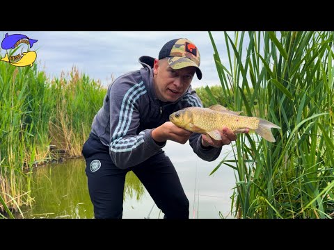 Видео: Карасі лапті в очереті