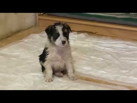 Видео: Щеночки укдладываются спать! Приют ДРУГ ЖИВИ.Г.ОМСК