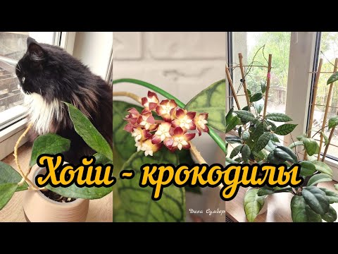 Видео: хойи крокодилы 🐊