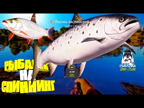 Видео: Русская рыбалка 4.🎣🦈 р. Ахтуба 🐋🐋💦 РЫБАЛКА на СПИННИНГ от LATORSO 👀
