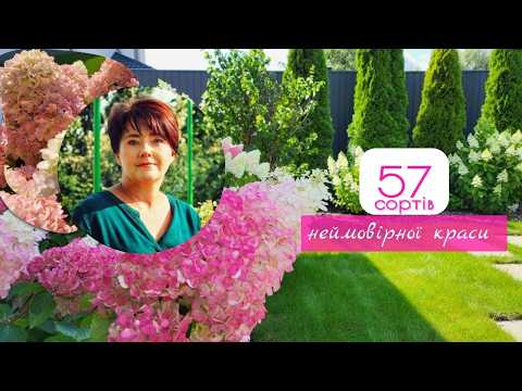 Видео: Живий каталог www.decor-sad.com.ua волотистих гортензій середини серпня!  