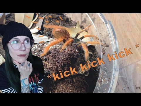 Видео: Переселение очень волосатых тарантулов в новые вольеры Tarantula Cribs 360