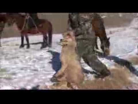 Видео: Кыргыз Улуттук спорт - Салбуурун