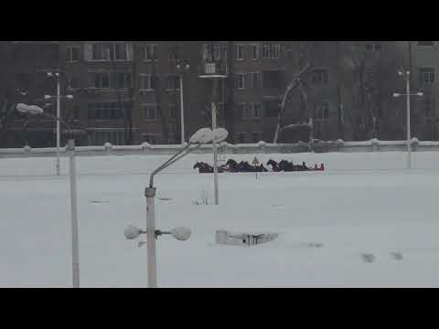 Видео: Московский ипподром. Бега. 18.02.18. Заезд 11(85). ПРИЗ ИМЕНИ ЖУРНАЛА КОНЕВОДСТВО