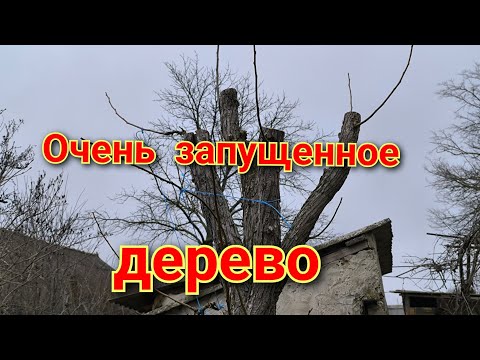 Видео: Таких деревьев ещё не было.. Второй год после омоложения.
