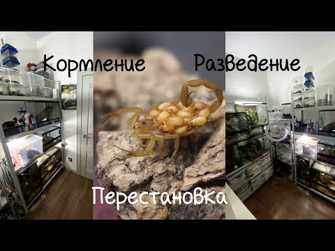 Видео: Кормление пауков и скорпионов. Тройное разведение Centruroides sculpturatus. Уборка в зверушне