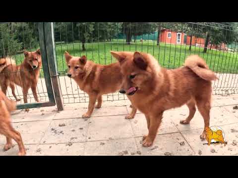 Видео: ЩЕНКИ КАРЕЛО-ФИНСКОЙ ЛАЙКИ в июле 2025! :: PUPPIES of FINNISH SPITZ in July 2025!