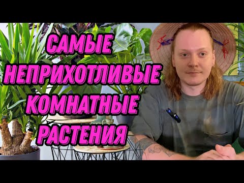 Видео: ТОП 5 НЕПРИХОТЛИВЫХ КОМНАТНЫХ РАСТЕНИЙ