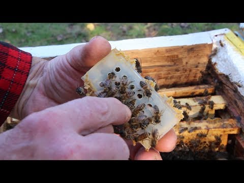 Видео: Простой изолятор матки | Решение проблемы позднего расплода